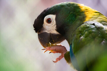 blue and yellow macaw