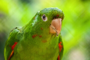 green winged macaw
