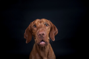 Magyar Viszla im Studio. Hund versucht ein Treat zu fangen. Ungarischer Hund macht ein lustiges und...