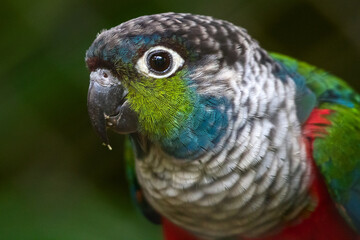 blue and yellow macaw