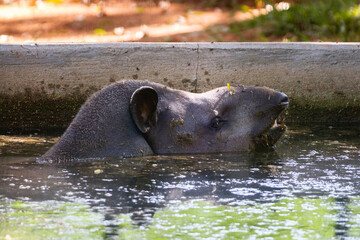 hippopotamus resting in water