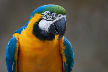 blue and yellow macaw