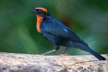 red winged blackbird