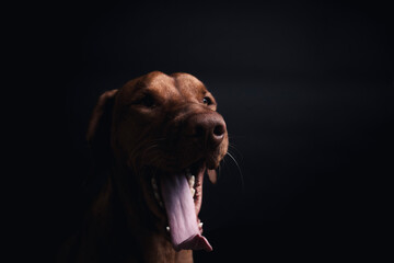 Magyar Viszla im Studio. Hund versucht ein Treat zu fangen. Ungarischer Hund macht ein lustiges und witziges Gesicht während er nach Essen schnappt