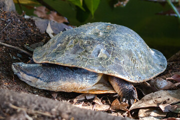 Fototapeta premium turtle on the ground
