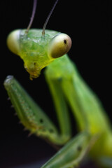 praying mantis