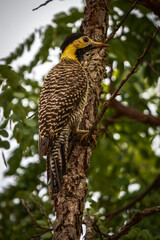 yellow billed hornbill