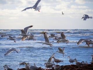 A flock of seagulls are fishing near the shore.