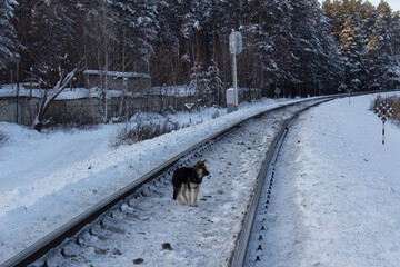 Lonely dog on the railroad tracks in the winter forest on a winter day. Winter in Russia