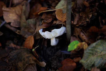 Mushroom lamella III