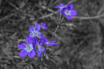 Color isolation effect of Geranium of the meadows or Geranium pratense, typical purple flower of the Dolomite mountain meadows