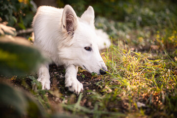 Schweizer Schäferhund im Wald. Weißer Hund auf grüner Wiese.