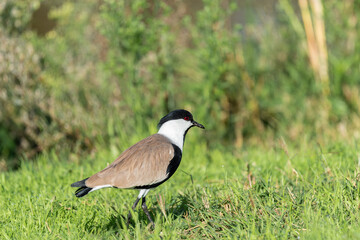Spur-winged lapwing bird in an early autumn morning at Agamon Hula, Israel.