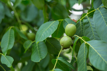 Walnuts grow on a tree on a summer day