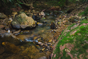 river in the forest