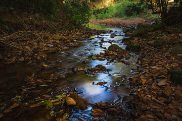 Obraz premium stream in the forest