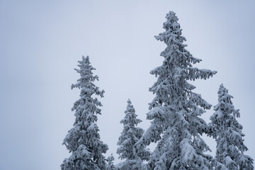 Snowy Trees