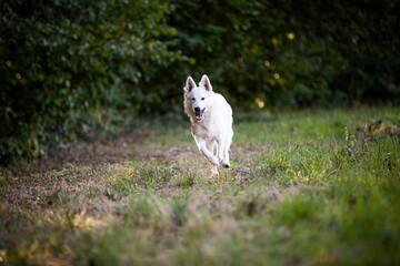 Fototapeta premium Weißer schweizer Schäferhund läuft auf einer Wiese neben dem Wald.