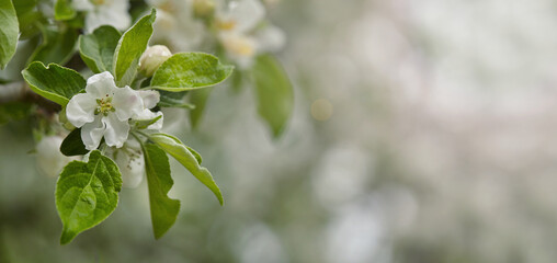 Apple tree floral. Bright summer background. Spring white fruit flowers. texture. Creative trend composition. Springtime elements. Selective focus. Horizontal banner. Copyspace.