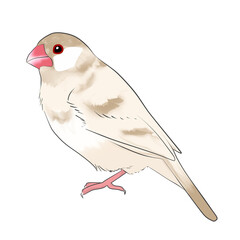 文鳥