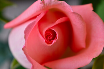 Pink Rose