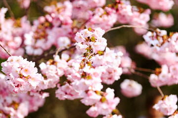 Obraz premium Romantic spring IV