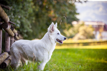 Weißer Schäferhund in einer Wiese. Portrait von einem Schweizer Hund am Feld