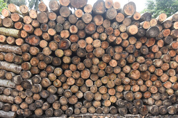 Albizia chinensis trees seen from below