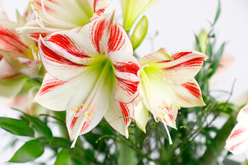 Blüten von rot-weißen Amaryllis