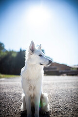 Weißer Schäferhund sitzt auf der Straße vor freiem Himmel