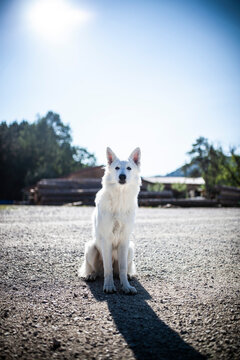 Weißer Schäferhund sitzt auf der Straße vor freiem Himmel