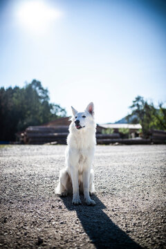 Weißer Schäferhund sitzt auf der Straße vor freiem Himmel