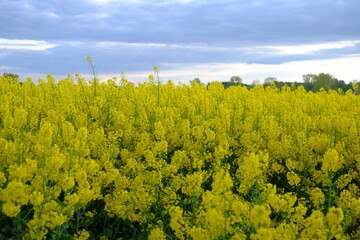 rapeseed field in spring. blue clouds in the sky 