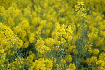 Obraz premium rapeseed yellow field in spring