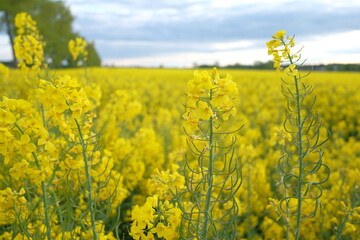 Obraz premium rapeseed field in spring. blue clouds in the sky and green trees