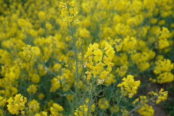 rapeseed yellow field in spring