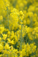 rapeseed yellow field in spring