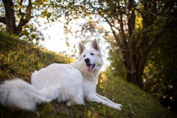 Portrait von einem weißen Schäferhund liegend in der Wiese. Hund liegt bei Sonnenschein im Feld. 