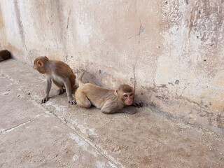 monkey, india