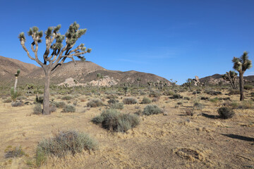 Fototapeta na wymiar Rock Formation at Hidden Valley Trail in Joshua Tree National Park. California. USA