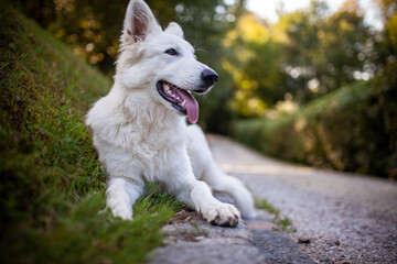 Portrait von einem weißen Schäferhund liegend in der Wiese. Hund liegt bei Sonnenschein im Feld. 