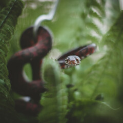 Red Amazon tree boa on a branch in the garden