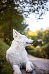 Portrait von einem weißen Schäferhund liegend in der Wiese. Hund liegt bei Sonnenschein im Feld. 