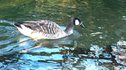 big gray goose in a small river in the park