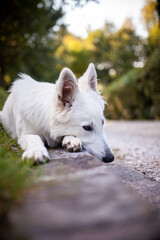 Portrait von einem weißen Schäferhund liegend in der Wiese. Hund liegt bei Sonnenschein im Feld. 