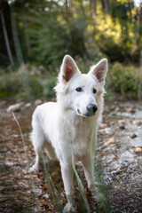 Weißer Schäferhund kühlt sich in einem Bach ab. Potrait von einem schweizer Schäferhund in der Natur