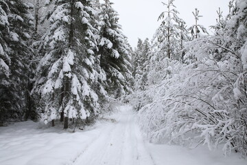 Snowy winter landscape.A narrow path in the forest with tall trees and shrubs covered with fluffy snow.The branches of the pines are lowered from the weight.The concept of walking in the fresh air