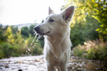 Weißer Schäferhund kühlt sich in einem Bach ab. Potrait von einem schweizer Schäferhund in der Natur