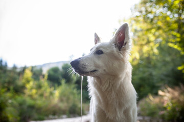 Weißer Schäferhund kühlt sich in einem Bach ab. Potrait von einem schweizer Schäferhund in der Natur