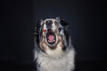 Australian Shepherd im Foto Studio schnappt nach Essen. Hund fängt Leckerlis.
